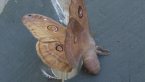 Emperor Moth