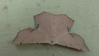 Monotypic Moth