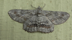 Geometrid Moth