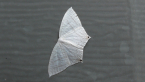 Pearly Moth