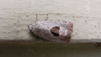 Conchidia Moth