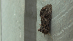 Noctuid Moth