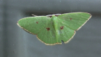 Rainforest Moth