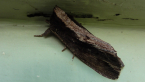 Cowled Rough-head