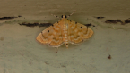Crambid Moth