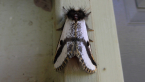 Black Spot Moth