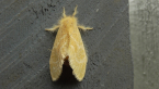 Yellow Tussock Moth