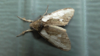 Brown Tussock Moth
