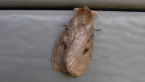 White Cedar Moth