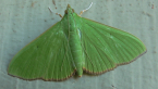 Crambidae Moth