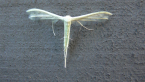 Plume Moth