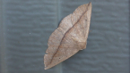 Bracken Moth
