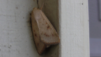 Australian Native Budworm