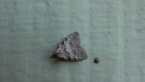 Nolidae Moth
