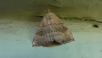 Three-lined Snout Moth