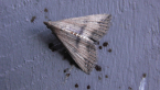 Erebidae Moth