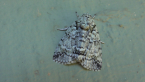 Nolidae Moth
