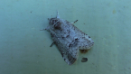 Nolidae Moth