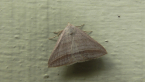 Erebidae Moth
