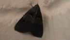 Erebidae Moth