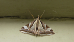 Crambid Moth