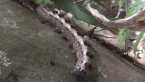 Patterned Notodontid