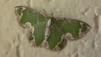 Lacy Emerald