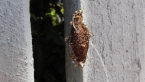 Australian Bagmoth