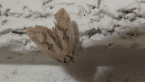 Unidentified