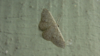 Geometrid Moth