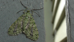 Geometrid Moth