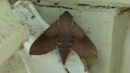 Sphingid Moth