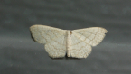 Geometrid Moth