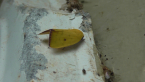Nolidae Moth