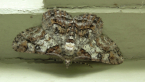 Cleora Looper Moth