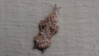 Flat-bodied Moth