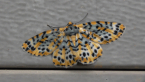 Arch Moth
