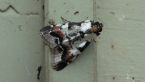 Snout Moth