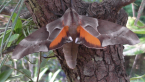 Gum Tree Hawk Moth
