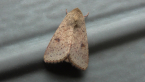 Budworm