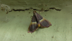 Snout Moth