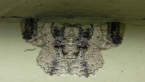Geometrid Moth