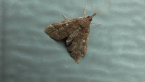 Crambid Moth?