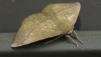 Grey-headed Anthelid