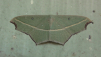 Cross-line Wave Moth
