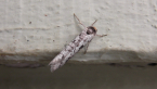 Oecophoridae Moth