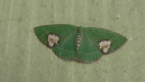 Geometrid Moth