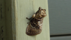 Cup Moth