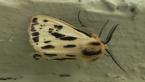Crimson Tiger Moth
