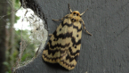 Arctiid Moth